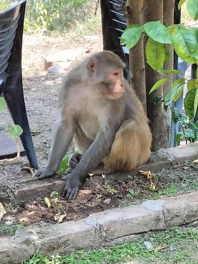 Le Jardin Almora Ξενοδοχείο Εξωτερικό φωτογραφία